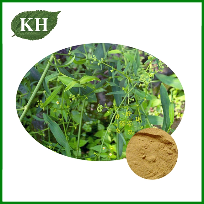 Bupleurum Extract
